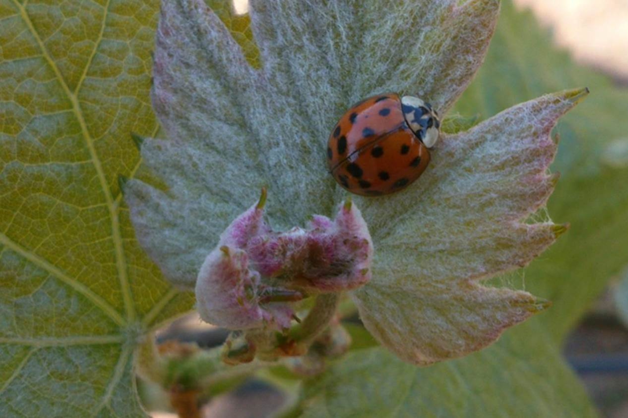 Rondó Viña y Bodega